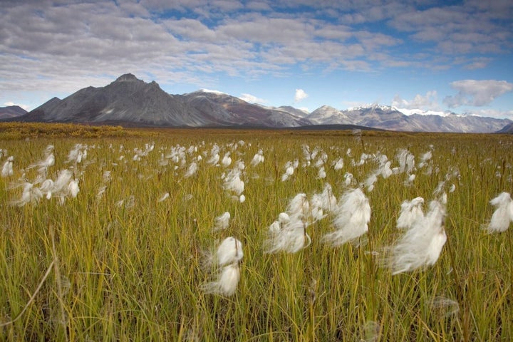 <p>#WeAreTheArctic is urging the U.S. government to protect the Refuge once and for all.</p>