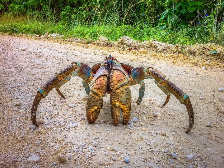 Coconut crabs can <a href="http://www.arkive.org/coconut-crab/birgus-latro/" target="_blank" role="link" class=" js-entry-link cet-external-link" data-vars-item-name="grow as big as nine pounds and three feet wide" data-vars-item-type="text" data-vars-unit-name="583e0a54e4b0ae0e7cdaa99f" data-vars-unit-type="buzz_body" data-vars-target-content-id="http://www.arkive.org/coconut-crab/birgus-latro/" data-vars-target-content-type="url" data-vars-type="web_external_link" data-vars-subunit-name="article_body" data-vars-subunit-type="component" data-vars-position-in-subunit="4">grow as big as nine pounds and three feet wide</a> from leg tip to leg tip.