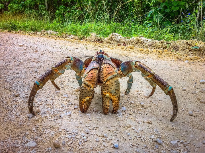 Coconut crabs can grow as big as nine pounds and three feet wide from leg tip to leg tip.