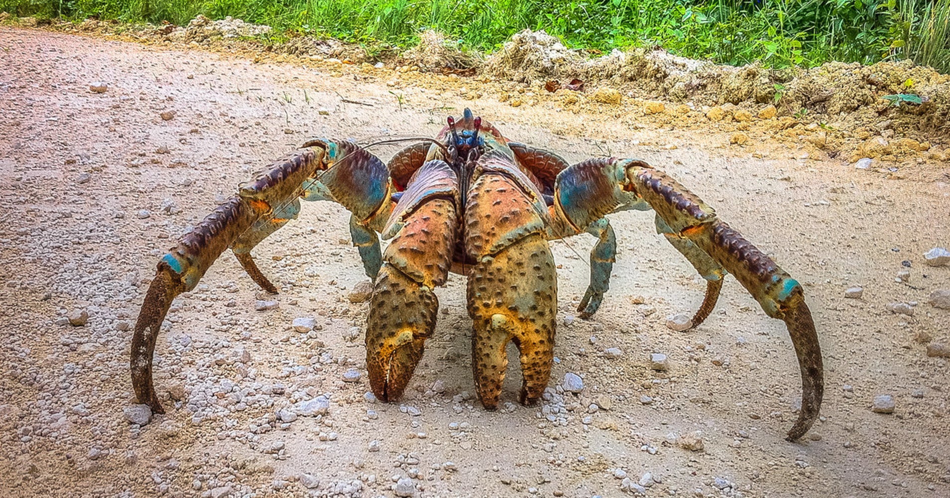 Coconut Crab Claw Strength Rivals Lion's Bite, Study Shows | HuffPost