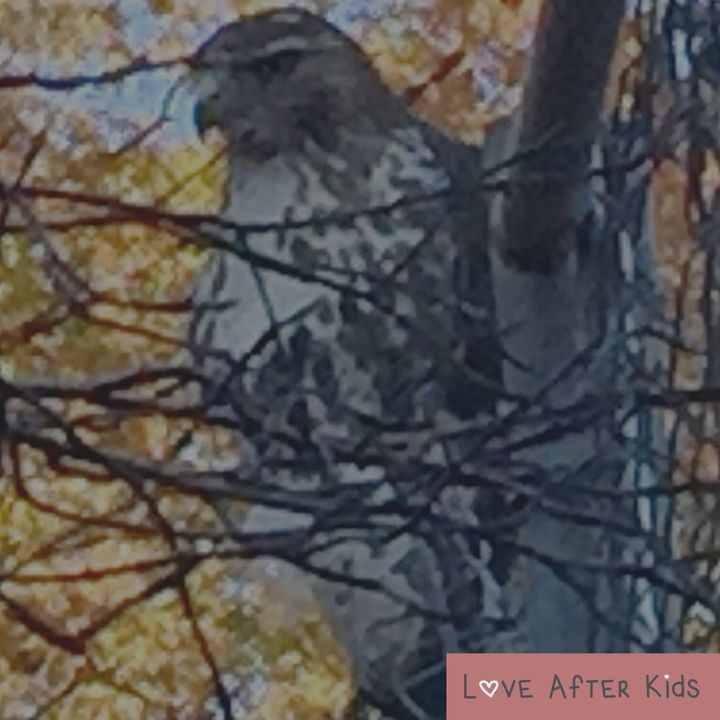 The red-tailed hawk from Central Park