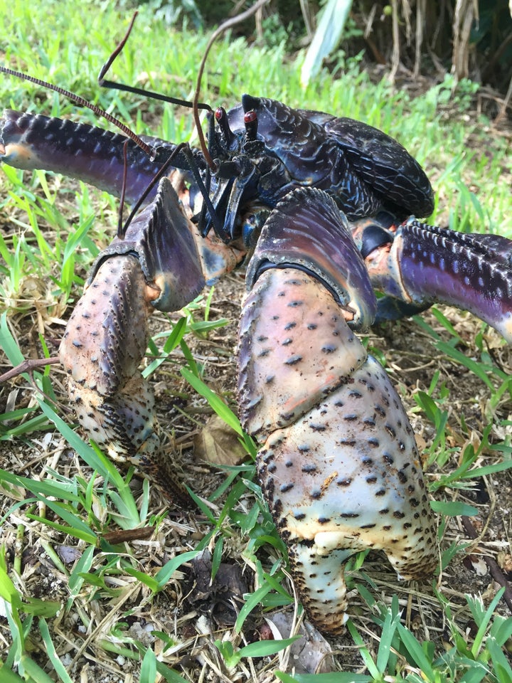 Coconut Crab Claw Strength Rivals Lion's Bite, Study Shows | HuffPost ...