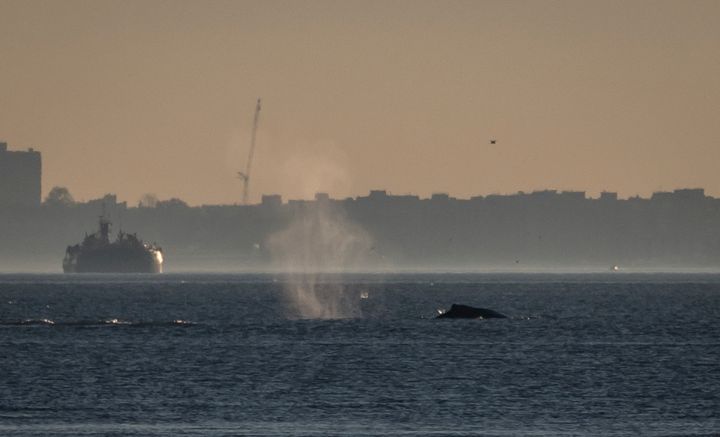 A humpback whale is spotted heading south in the Hudson River near the George Washington Bridge on Nov. 16.