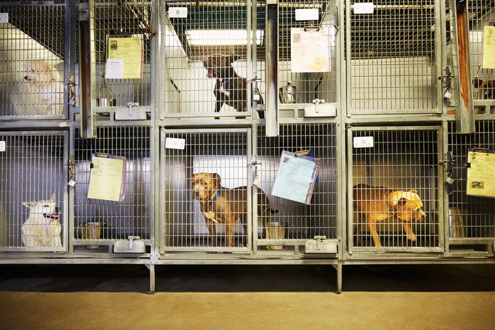 <strong>Cruelty Free International says healthy shelter dogs are being euthanised to be sold to UK Universities </strong>