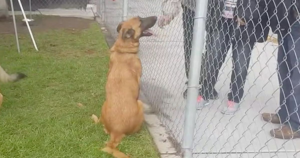 Dog happy to see owner cheap at shelter