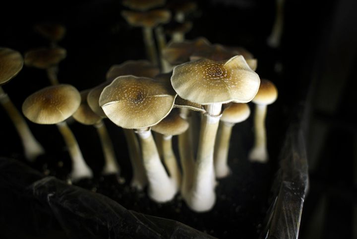 New research from NYU-Langone Medical Center and Johns Hopkins University School of Medicine shows that the psilocybin in hallucinogenic mushrooms can help cancer patients cope with having a terminal disease.