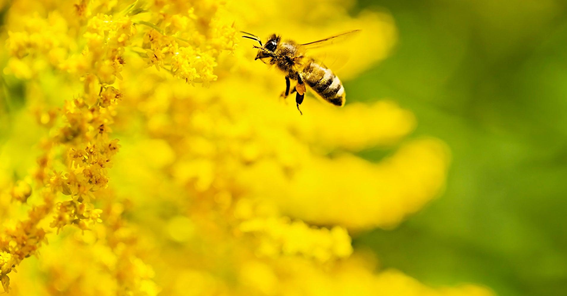 Bee Venom Skin Care Could Become Your Next Obssession | HuffPost