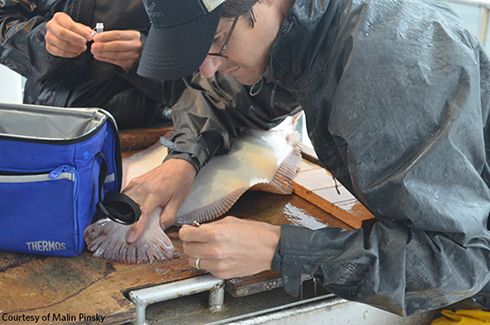 Malin Pinsky takes a DNA sample from a summer flounder’s tail during a 2015 research trip off the coast of New Jersey. Pinsky collects data from numerous sources in his efforts to learn where fish are moving in response to warming ocean waters.