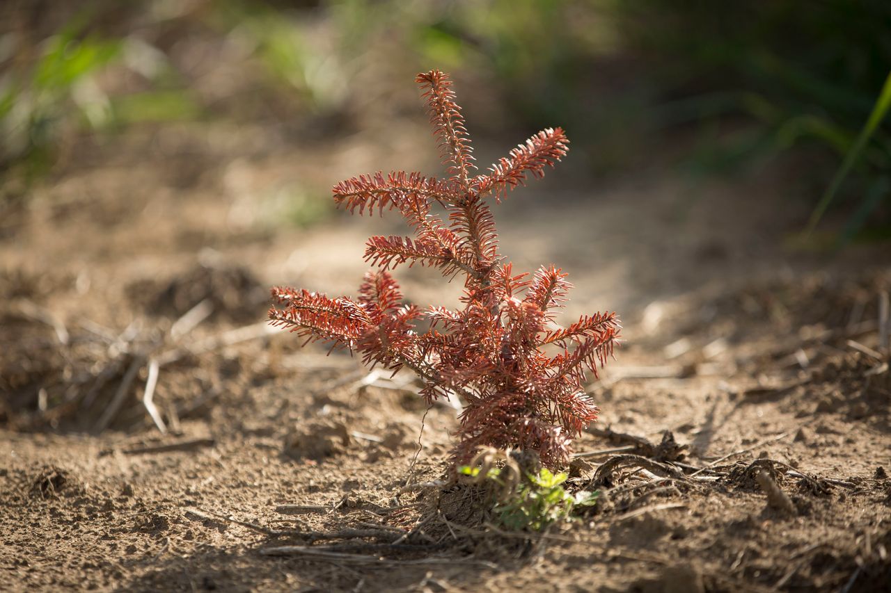 A dead Christmas tree seedling in a field of dead seedlings at Smolak Farms in North Andover, Massachusetts, that died during this summer's drought.