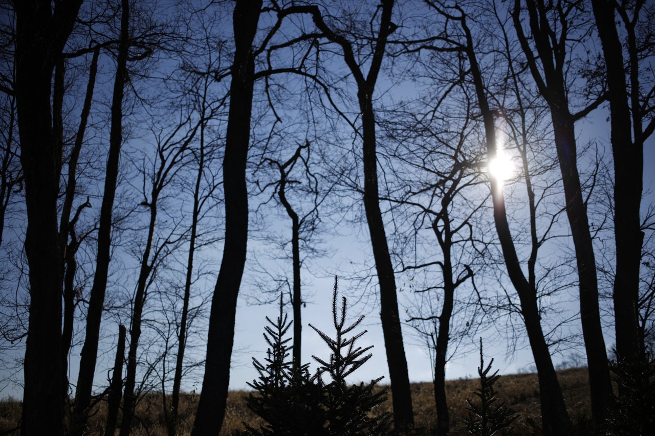 Fir Christmas trees stand at Brown's Tree Farm in Muncy, Pennsylvania, U.S., on Wednesday, Nov. 23, 2016. There are close to 15,000 farms growing Christmas Trees in the U.S. and over 100,000 people are employed full or part-time in the industry, according to the National Christmas Tree Association.