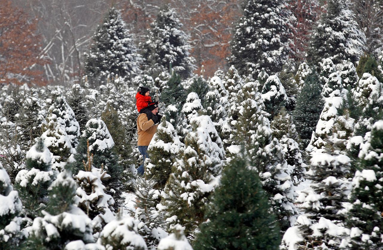 In drought-stricken states across the county, Christmas tree farmers have complained of dry and dying trees this year. Real Christmas trees are a booming business in the U.S. In 2015, more than $1.3 billion worth of trees were sold. 