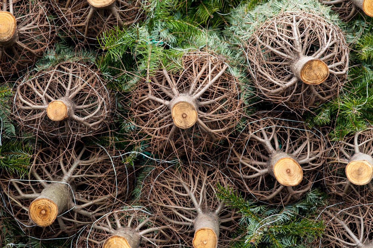 Dry Christmas trees can be a fire hazard. People have been warned to keep their trees amply watered this year, and to follow fire safety guidelines.