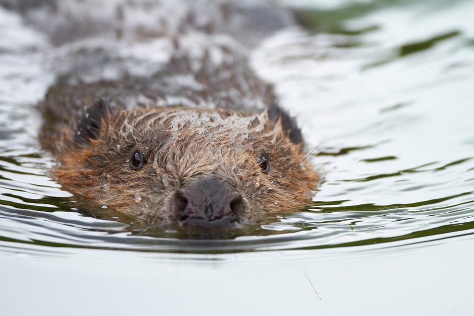 Man Kayaking With Daughter Fights Rabid Beaver To The Death | HuffPost ...