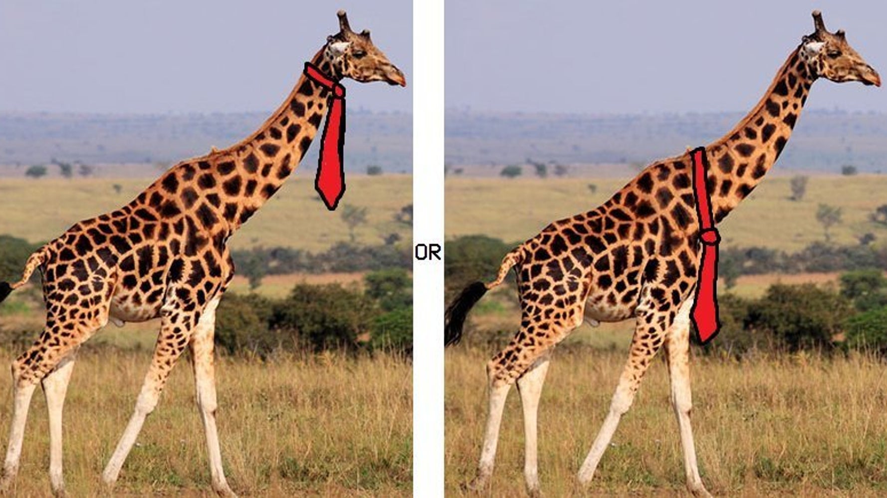 Internet Has Heated Debate Over How A Giraffe Should Wear A Tie Huffpost Internet Has Heated Debate Over How A Giraffe Should Wear A Tie Huffpost