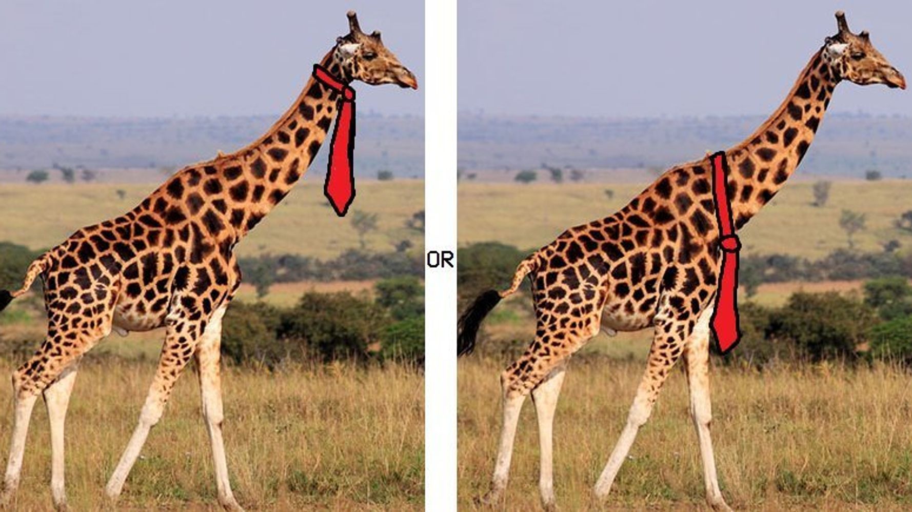 Internet Has Heated Debate Over How A Giraffe Should Wear A Tie Huffpost