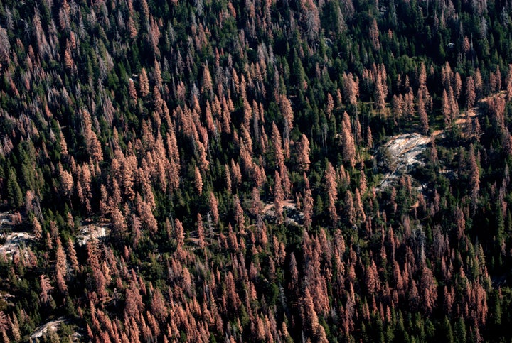 In 2016 alone, 62 million trees died in California's forests, said the U.S. Forest Service. This represents more than a 100 percent increase in dead trees across the state since 2015.