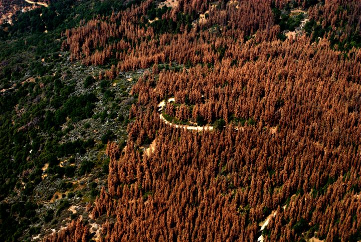 "These dead and dying trees continue to elevate the risk of wildfire, complicate our efforts to respond safely and effectively to fires when they do occur, and pose a host of threats to life and property across California," said Agriculture Secretary Tom Vilsack in a statement last month.