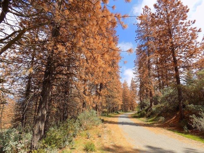 Dead trees along a mountain road in the Sequoia National Forest, May 2016.