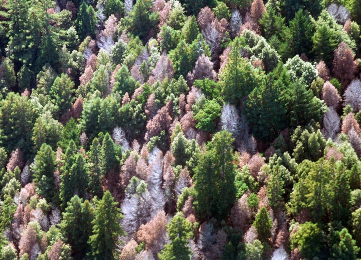 Dead or dying trees have become a feature in most of California's forests.