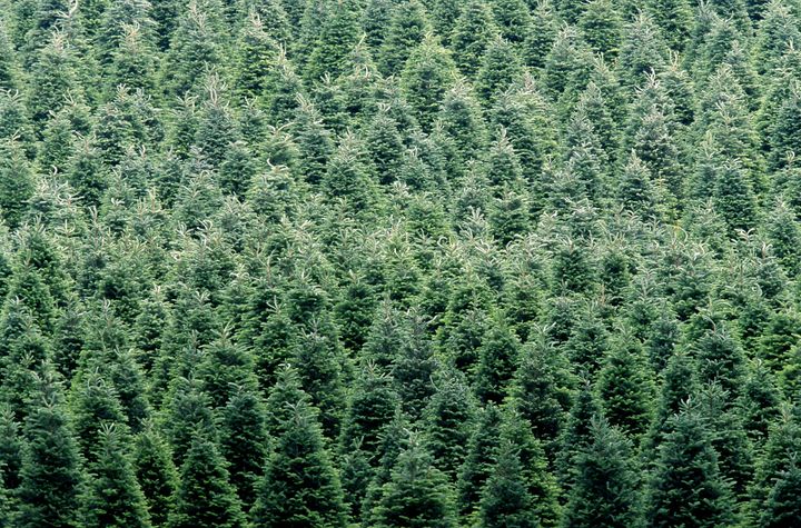 Christmas trees are a booming business. In 2015, Americans spent more than $1.3 billion on real Christmas trees and over $850 million on fake ones. 