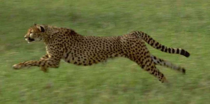 <p>Khayam running</p>
