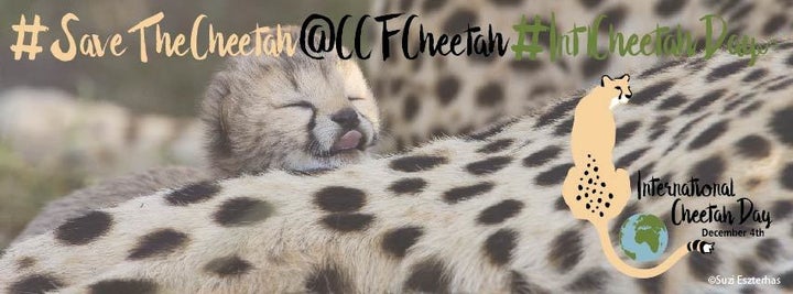<p>One of the ICD Facebook profile banners available at internationalcheetahday.org</p>