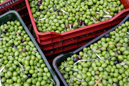 Freshly harvested green olives.