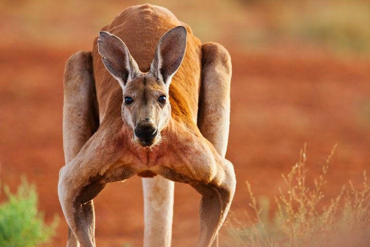 A dominant male, red kangaroo is seen. If attacked by a kangaroo, authorities recommend curling up in a ball on the ground.