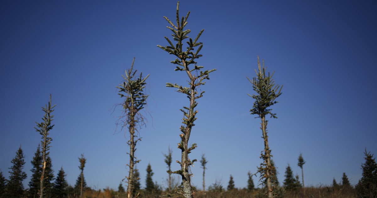 Christmas Trees Are Dying From Drought HuffPost Impact