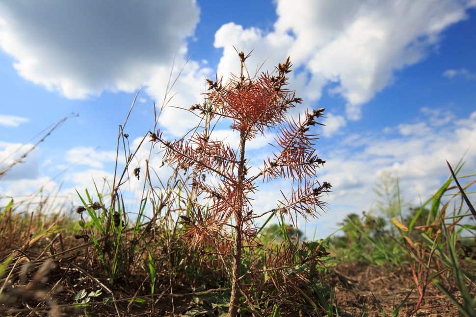 A dead Christmas tree seedling in a field of dead seedlings at Smolak Farms in North Andover, Mass., Aug. 18, 2016.