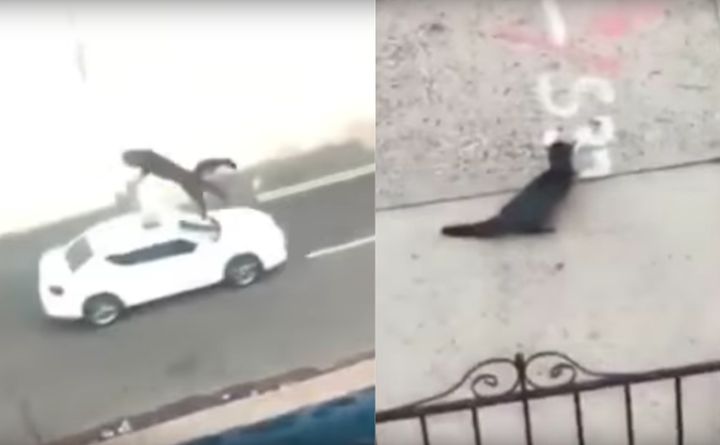 Video on social media shows a woman flinging a cat out of a Newark, New Jersey, apartment and onto the sidewalk below.