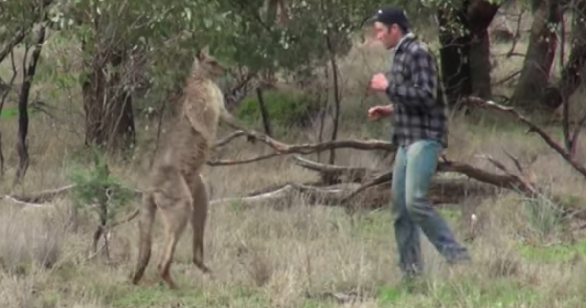 Video Appears To Show Man Punching Kangaroo After Finding It Strangling