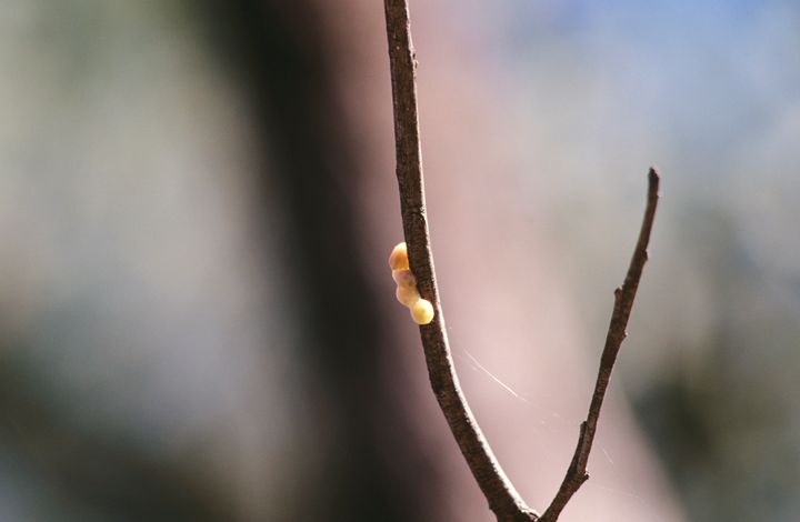 The gooey seed of a mistletoe plant, deposited by a bird onto a tree branch.