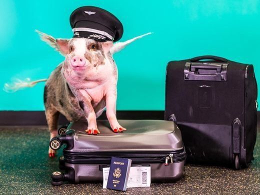 Lilou, a therapy pig, is helping de-stress visitors to San Francisco International Airport.
