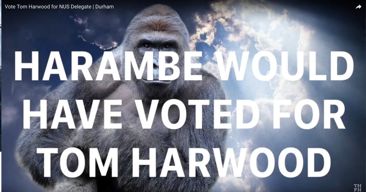 Harambe would have voted for Harwood, apparently. 