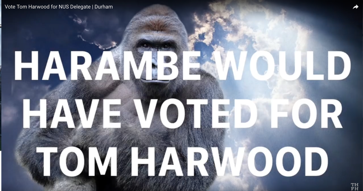 <strong>Harambe would have voted for Harwood, apparent</strong>ly.