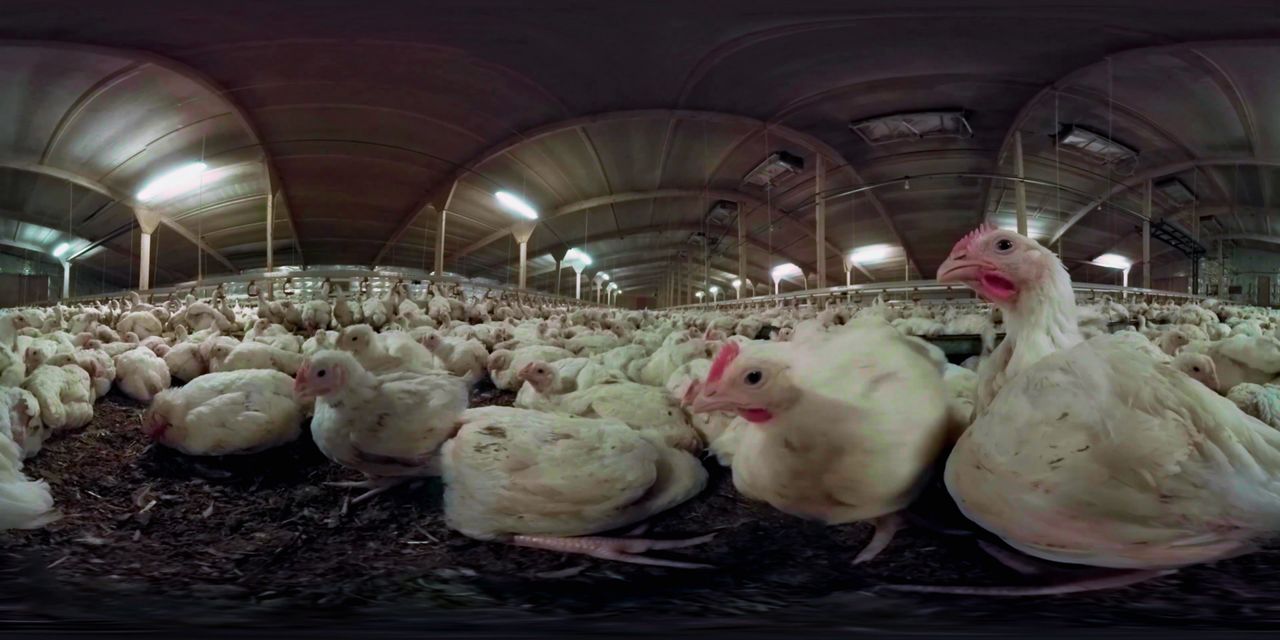 Animal Equality iAnimal Virtual Reality Film Narrated By Amanda Abbington  Puts Viewers Inside Factory Farm | HuffPost UK News