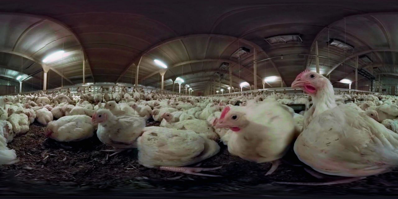 Animal Equality's 360 degree virtual reality film shows viewers what life is like for chickens on factory farms