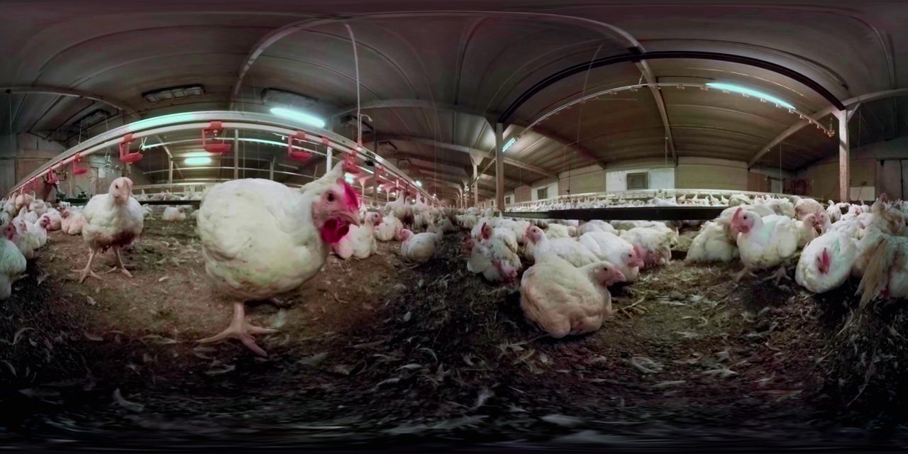 iAnimal is an innovative piece of technology that aims to educate people about the meat industry