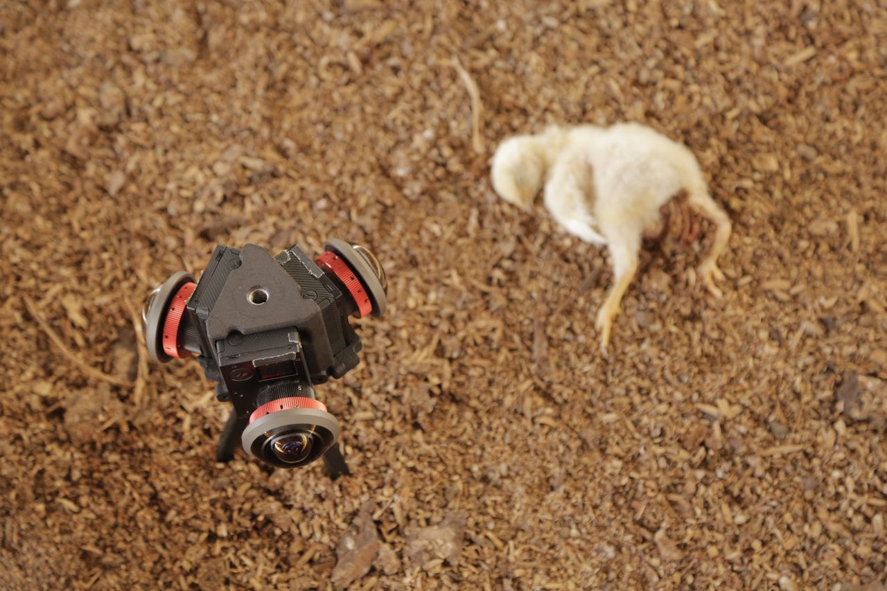 <strong>Footage shows that some of the infirm chicks are already dead</strong>