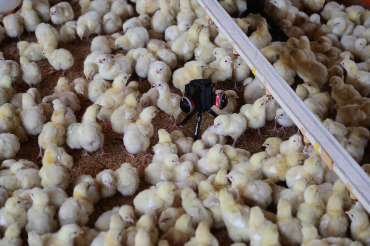 <strong>The film begins with the viewer being surrounded by hundreds of one-day-old chicks</strong>