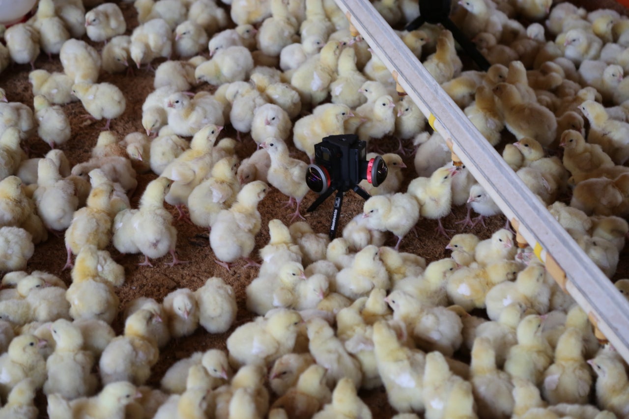 The film begins with the viewer being surrounded by hundreds of one-day-old chicks