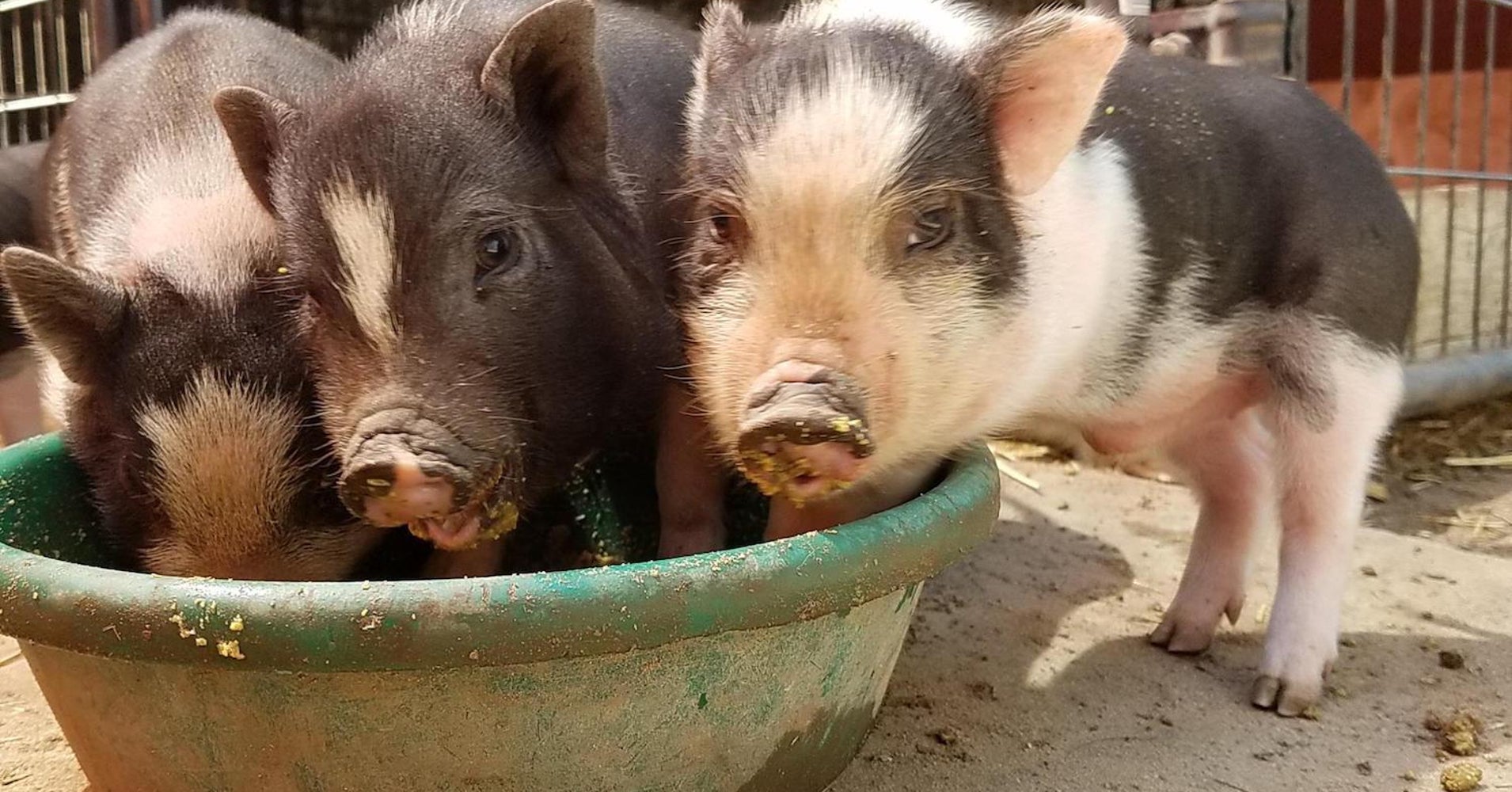 teacup-pigs-are-the-cutest-scam-in-the-world-huffpost