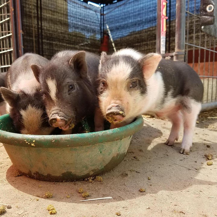 teacup piglet