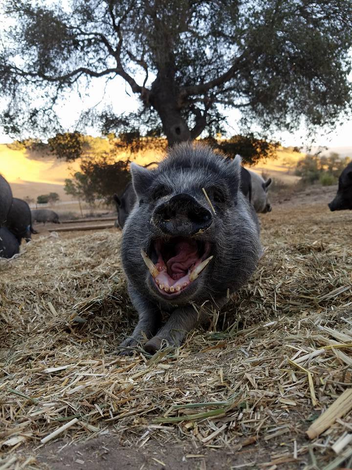 Teacup Pigs Are the Cutest Scam in the World HuffPost
