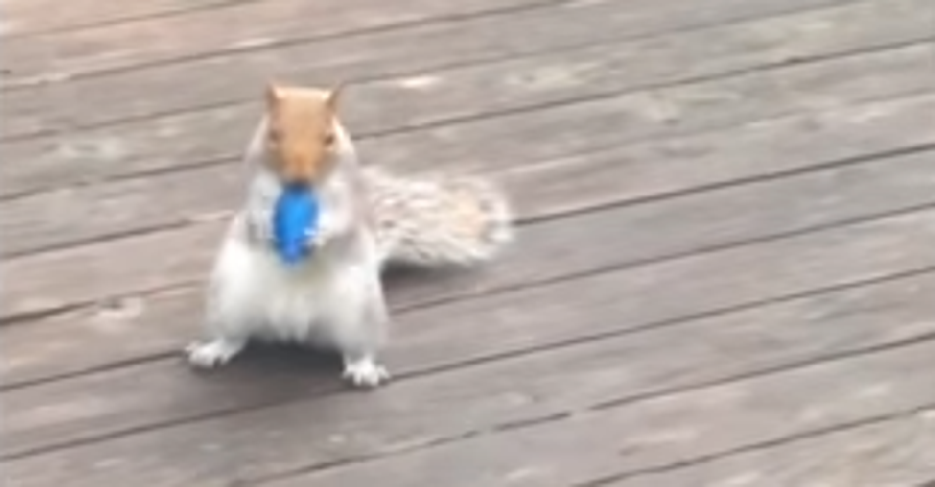 This Thieving Squirrel Is Wanted For Stealing 150 Christmas Lights