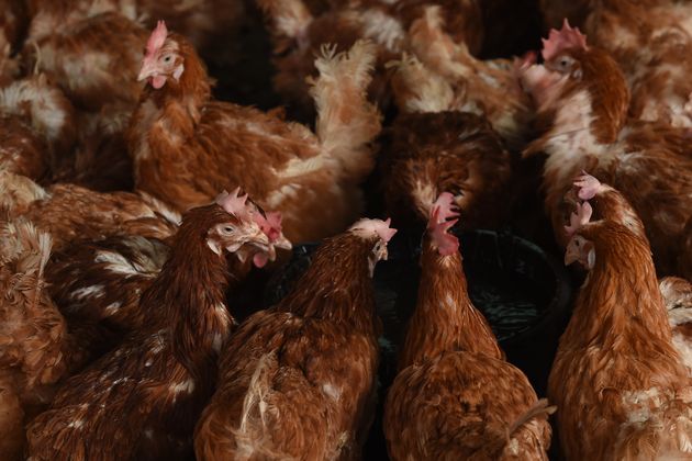 Bird Flu Risk Poultry Owners Told To ‘keep Birds Inside Huffpost Uk 