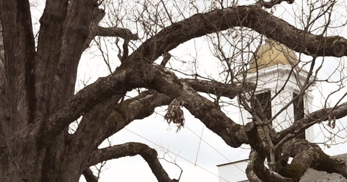 The Life and Times of the Basking Ridge Oak (VIDEO) | HuffPost Contributor