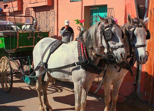 A horse and buggy ride down the streets of Morocco is romantic.