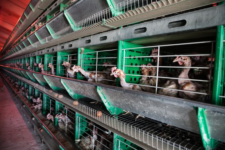 Pruitt joined a lawsuit which targeted California’s prohibition on the sale of eggs laid by caged hens (file image).